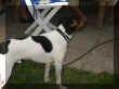 134-3421_IMG.JPG (33659 octets)