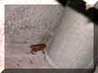 DSCN9234.JPG (38280 octets)