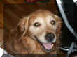 PICT0005.JPG (39701 octets)
