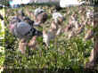 DSCN7803.JPG (73317 octets)