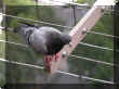 DSCN7861.JPG (25666 octets)